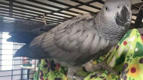 chanel african grey parrot|parrot Chanel found guilty.